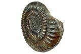 Jurassic Ammonite (Coroniceras) - Germany #241440-3